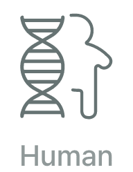 Human