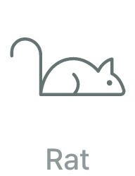 Rat
