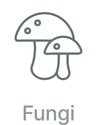 Fungi