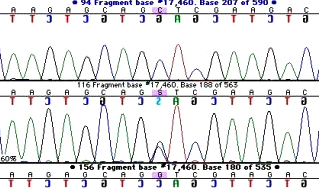 sequencher torrent